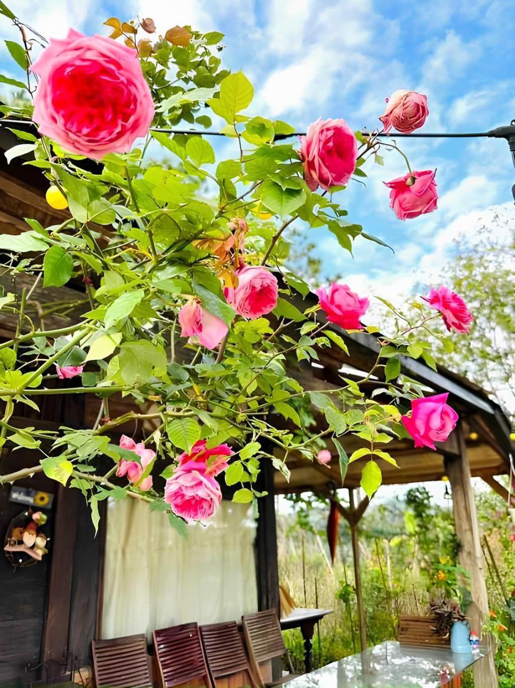 Romantic House 2 On A Pine Hill * Da Lat