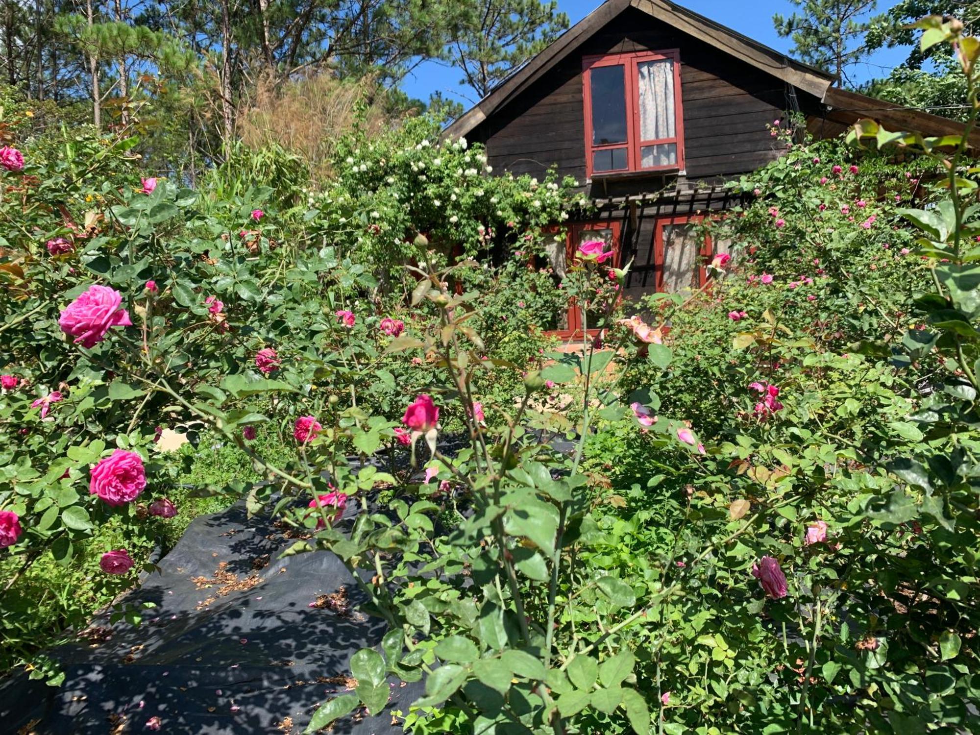 Chalet Romantic House 2 On A Pine Hill