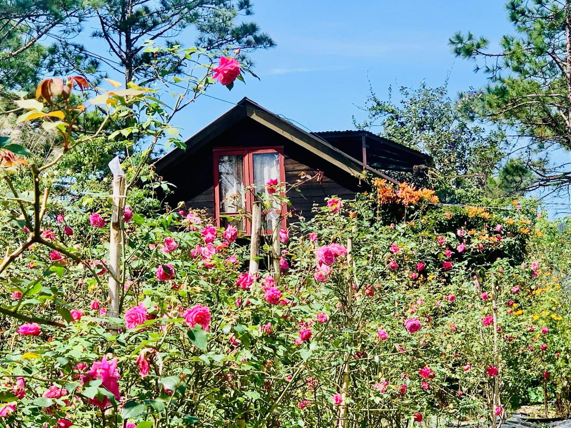 Romantic House 2 On A Pine Hill
