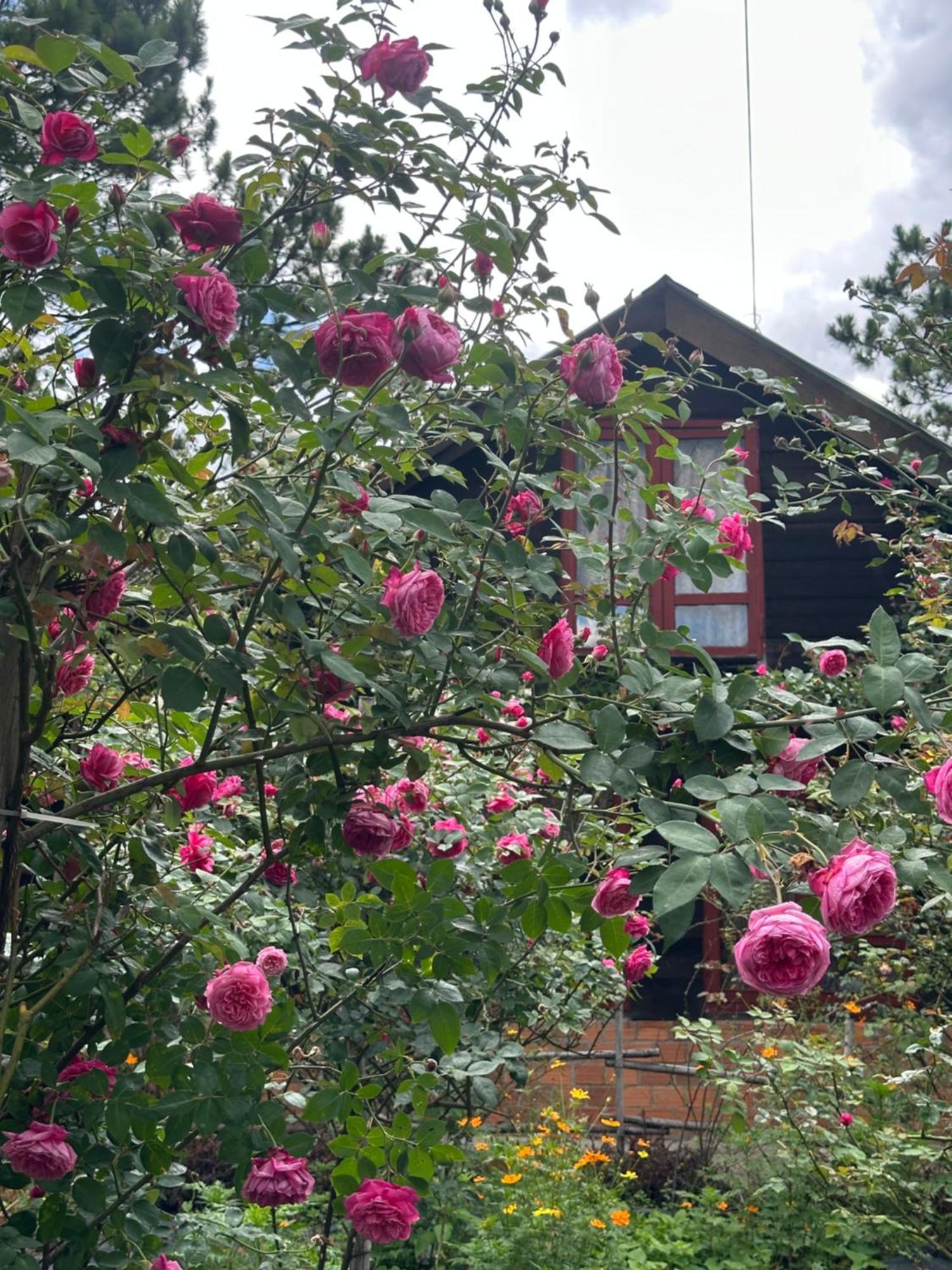 Romantic House 2 On A Pine Hill *