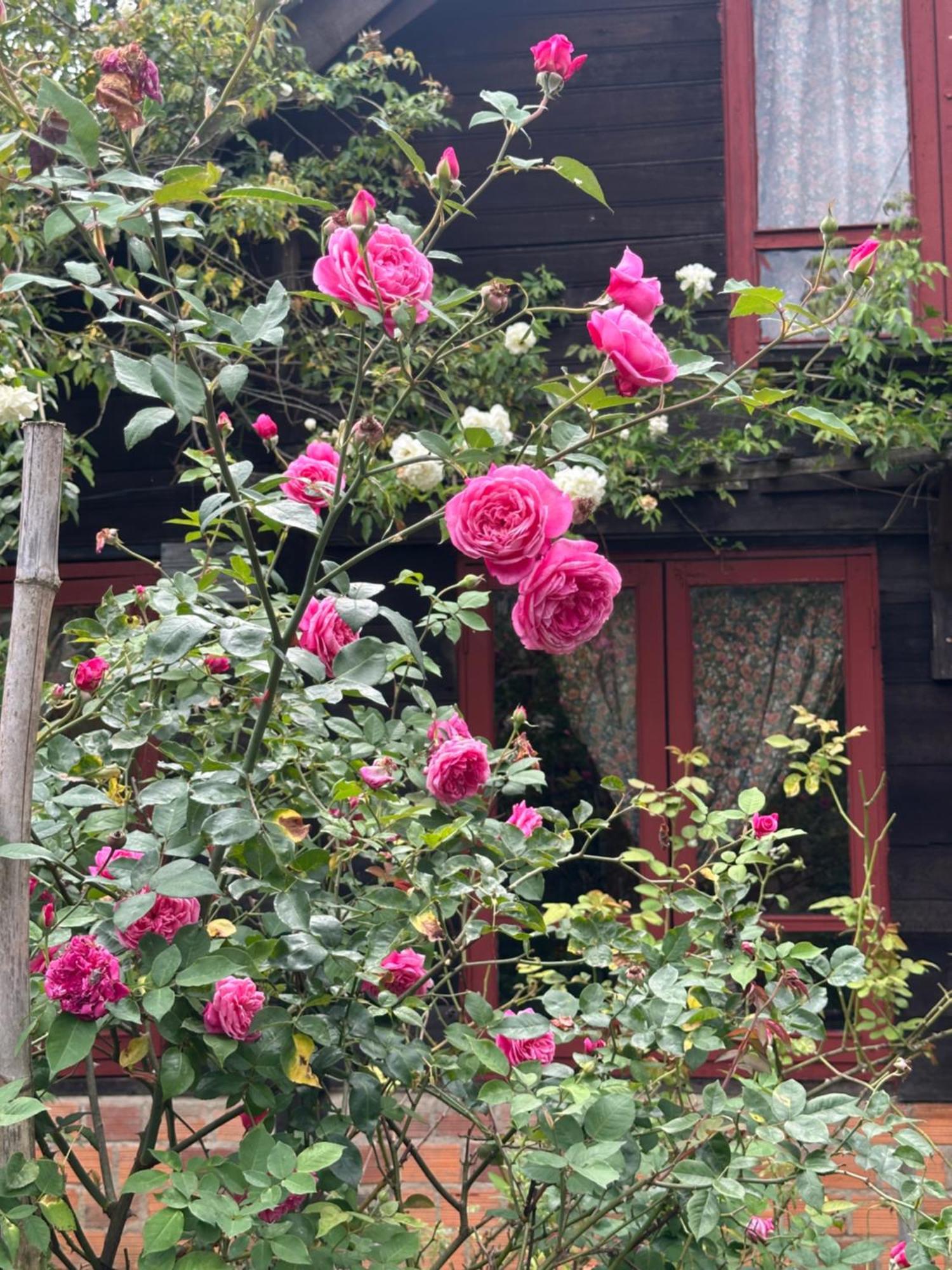 Romantic House 2 On A Pine Hill Da Lat